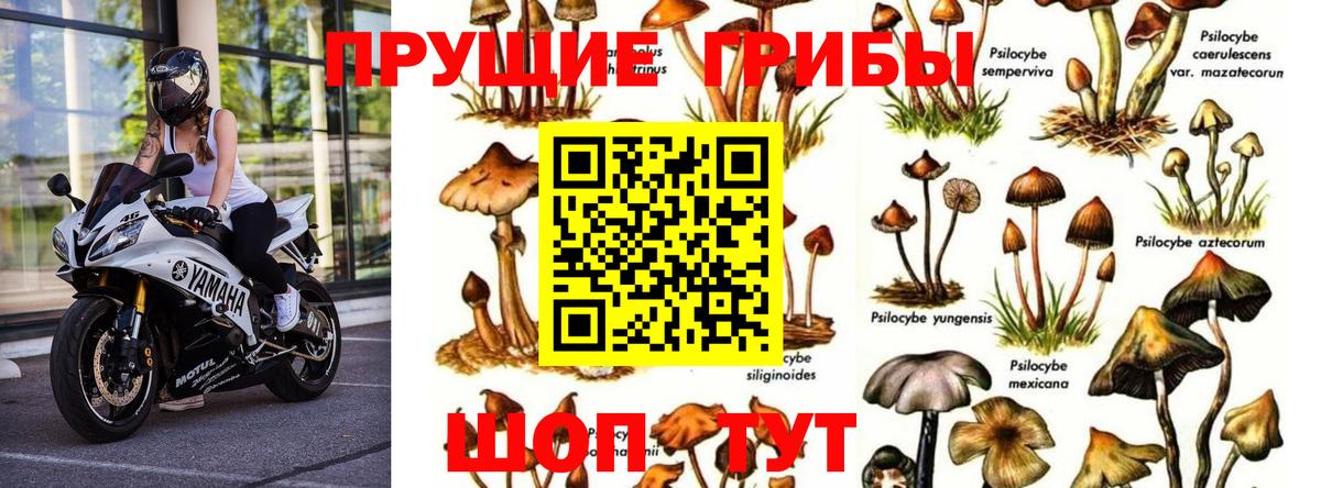 Псилоцибиновые грибы Magic Shrooms Бузулук
